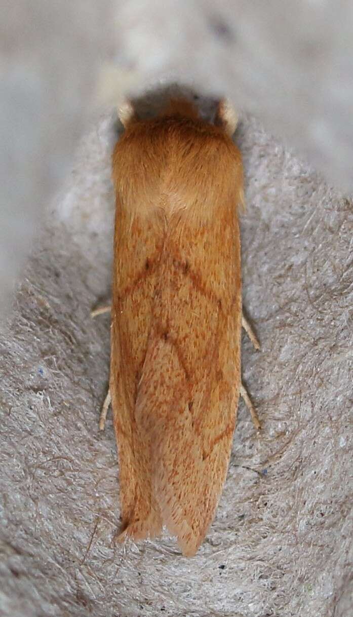 Image of V-lined Quaker Moth