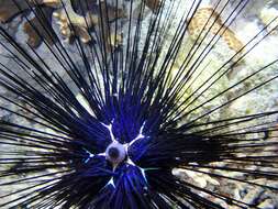 Image of Banded diadem urchin