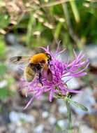 Sericomyia superbiens (Muller 1776) resmi