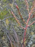 Image of Tillandsia tehuacana I. Ramírez & Carnevali