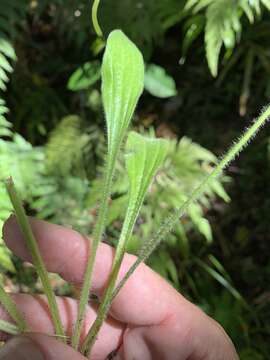 Image of weak plantain