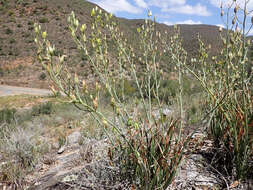 Imagem de Albuca schoenlandii Baker