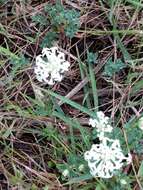 Image of Pimelea humilis R. Br.