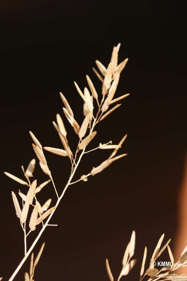 Image of Eragrostis schweinfurthii Chiov.