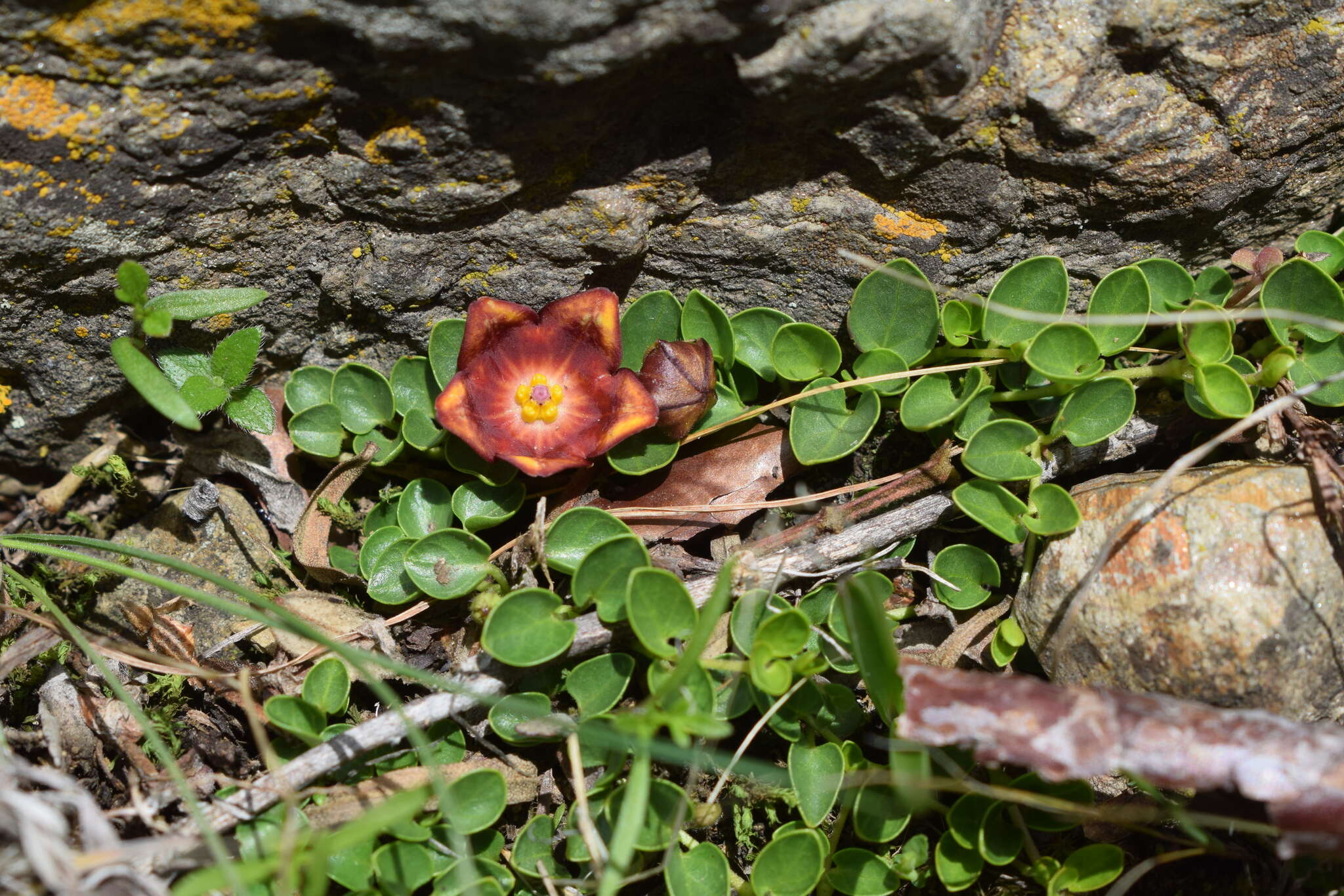 Philibertia lysimachioides (Wedd.) T. Meyer resmi