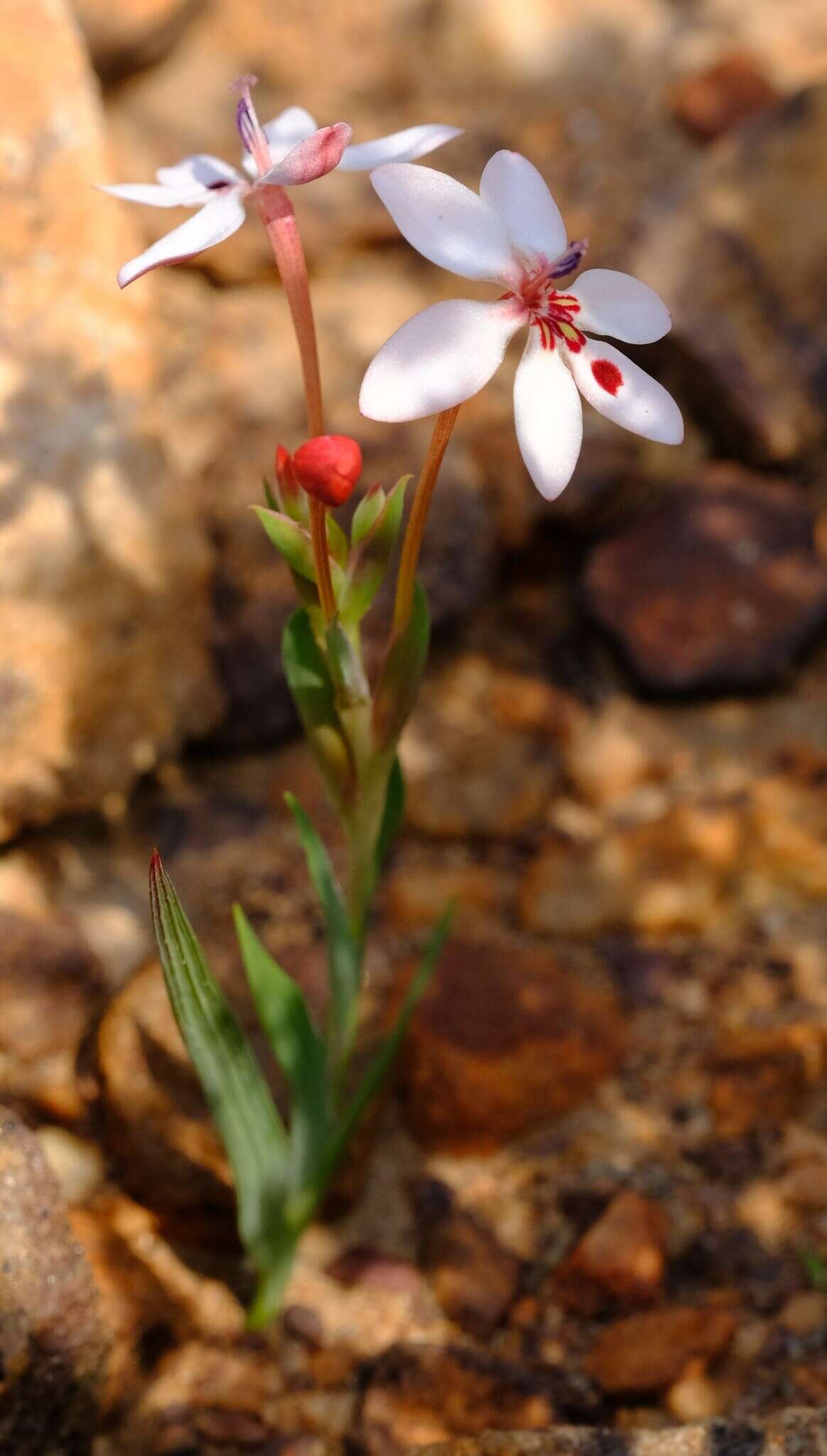 Image of Lapeirousia verecunda Goldblatt