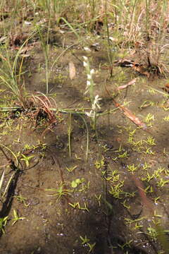 Image of Common rein orchid
