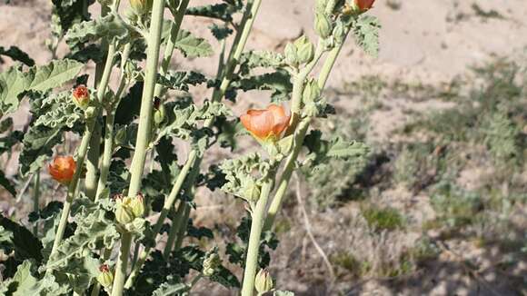 Image of Carrizo Creek globemallow