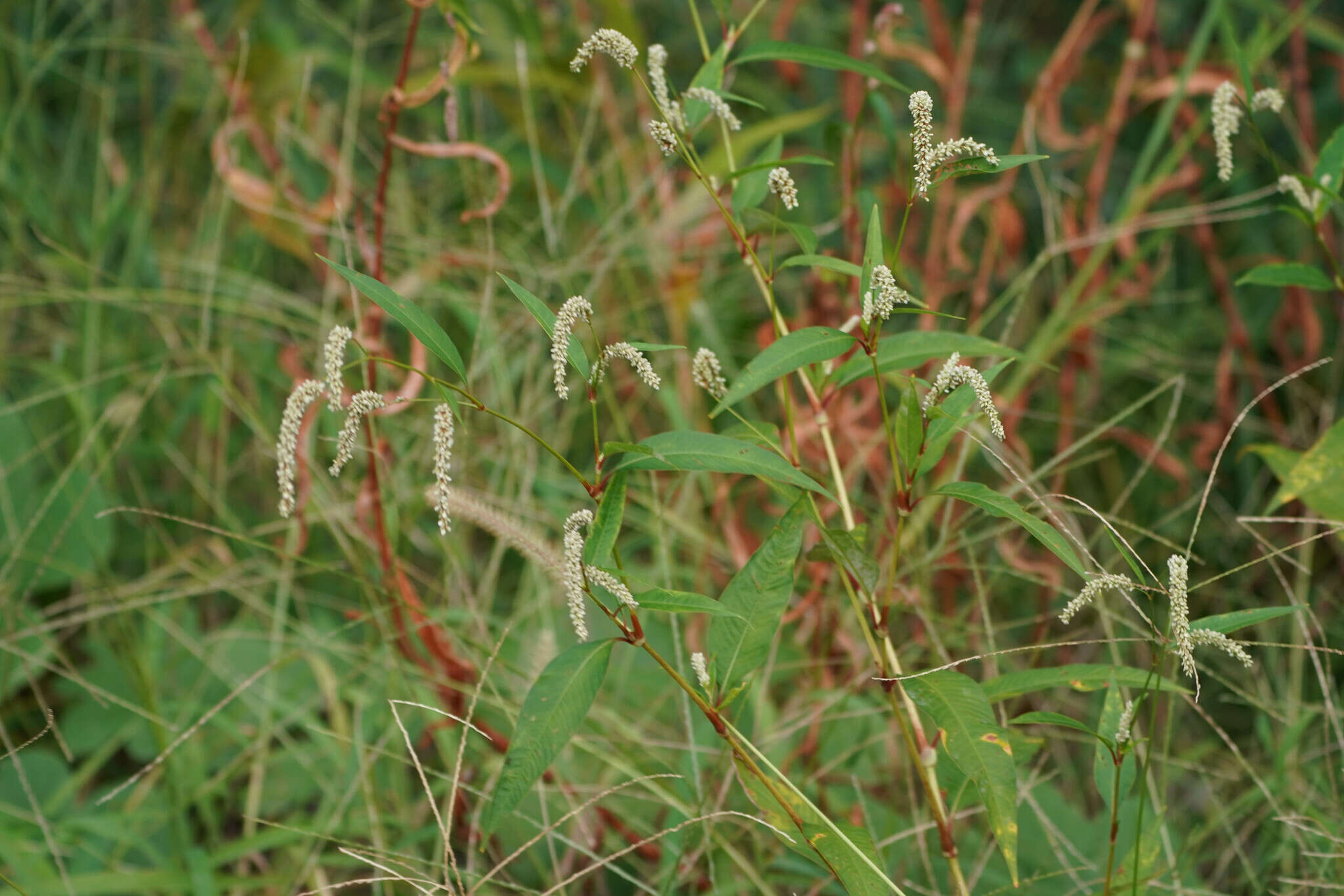 Image of Persicaria lapathifolia subsp. lapathifolia