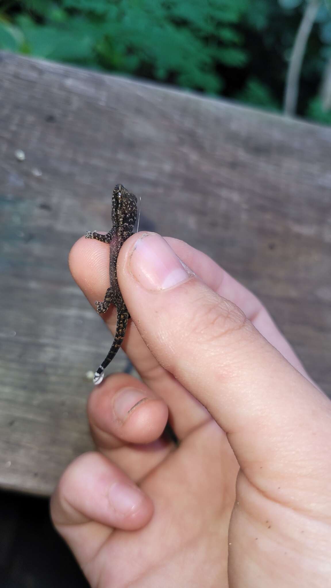 Image of Honduras Leaf-toed Gecko