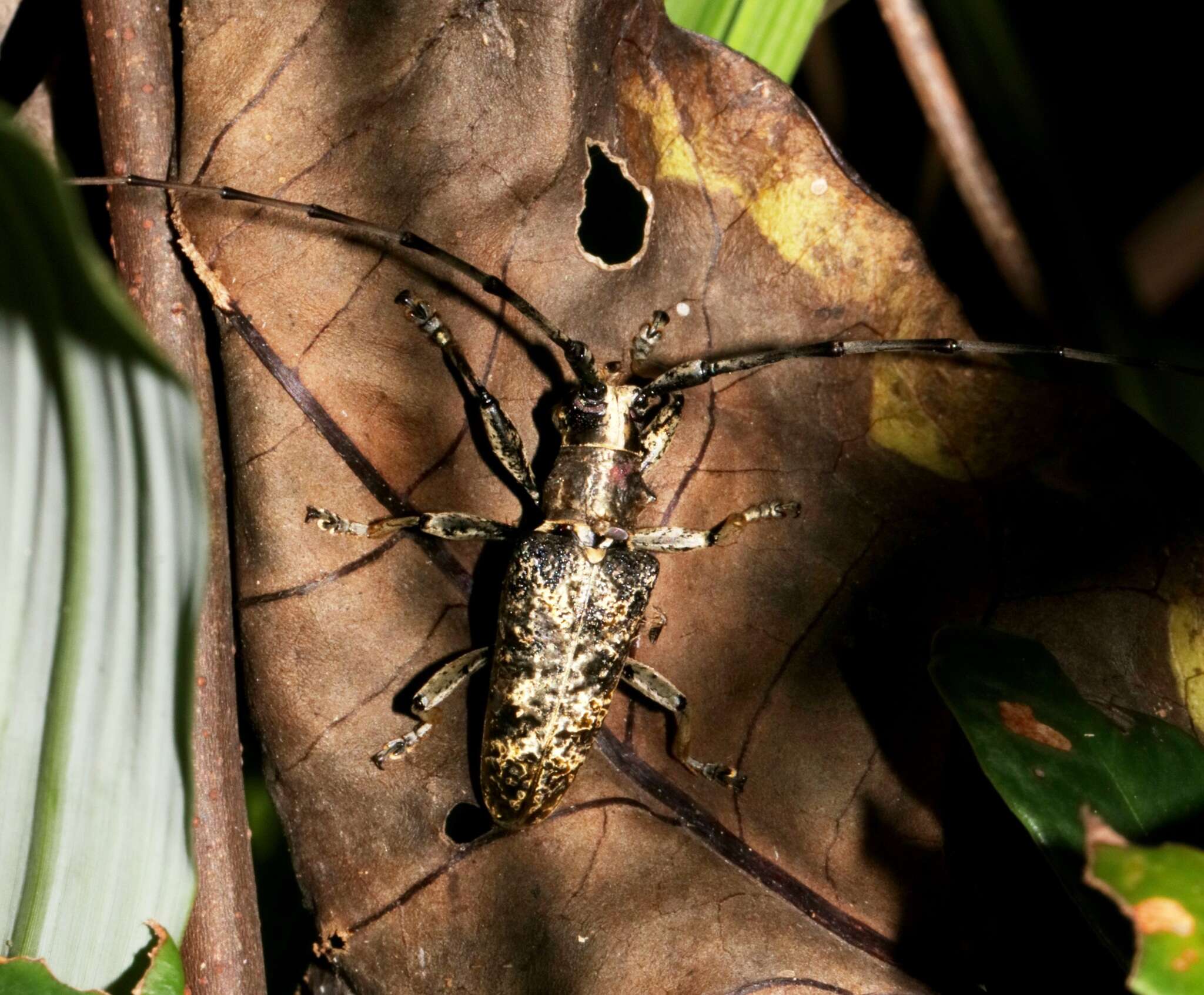 Image of Acalolepta permutans (Pascoe 1857)