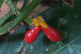 Imagem de Aglaonema commutatum Schott