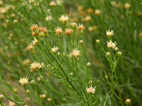 Image of Baccharis darwinii Hook. & Arn.