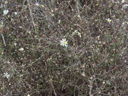 Image de Symphyotrichum subulatum var. ligulatum S. D. Sundberg