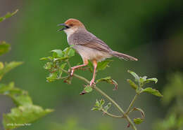 Image of Chattering Cisticola