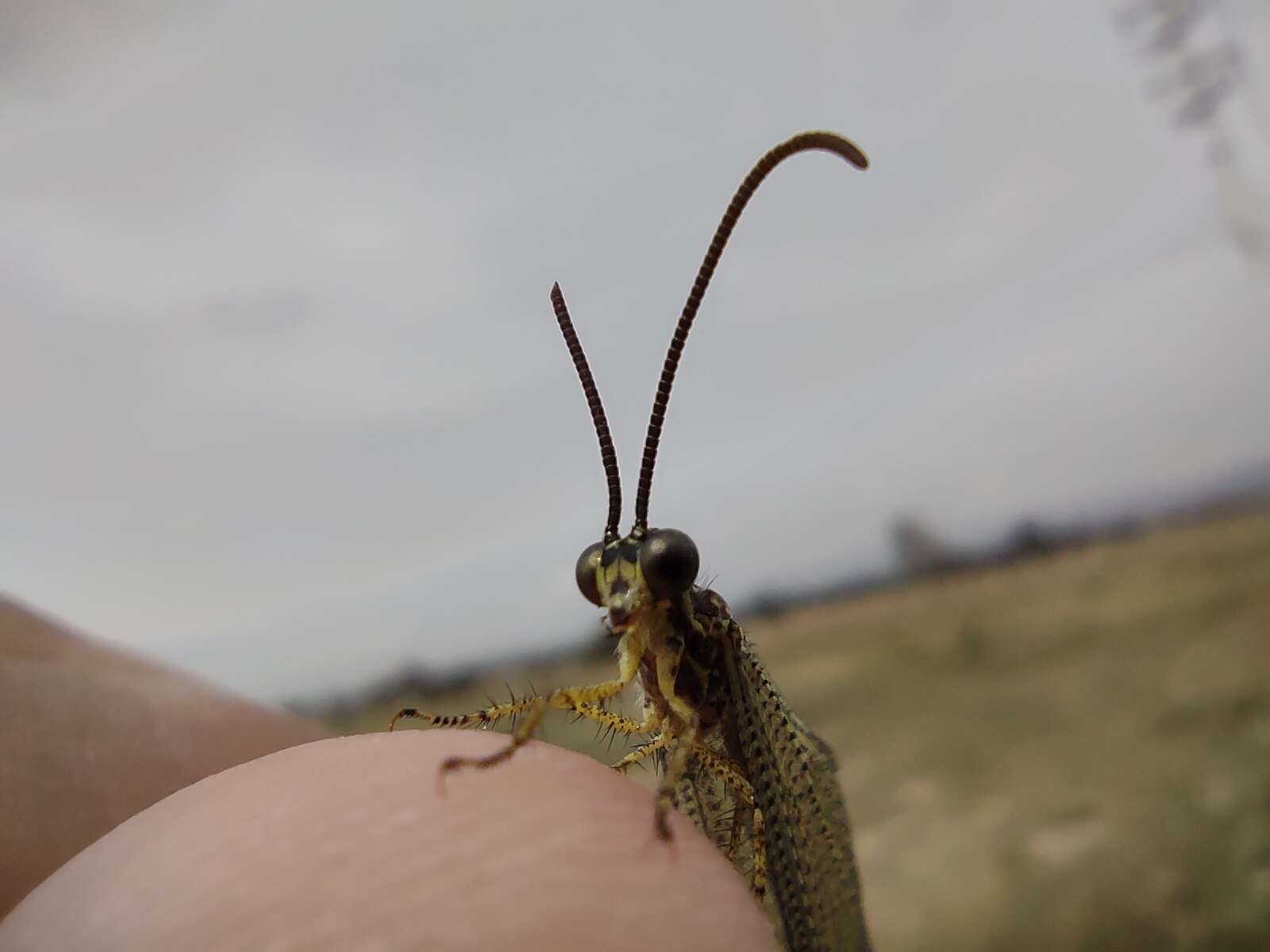 Слика од Brachynemurus versutus (Walker 1853)