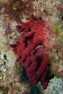 Imagem de Alcyonium acaule Marion 1878