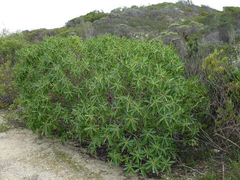 Image of Myoporum tenuifolium G. Forster