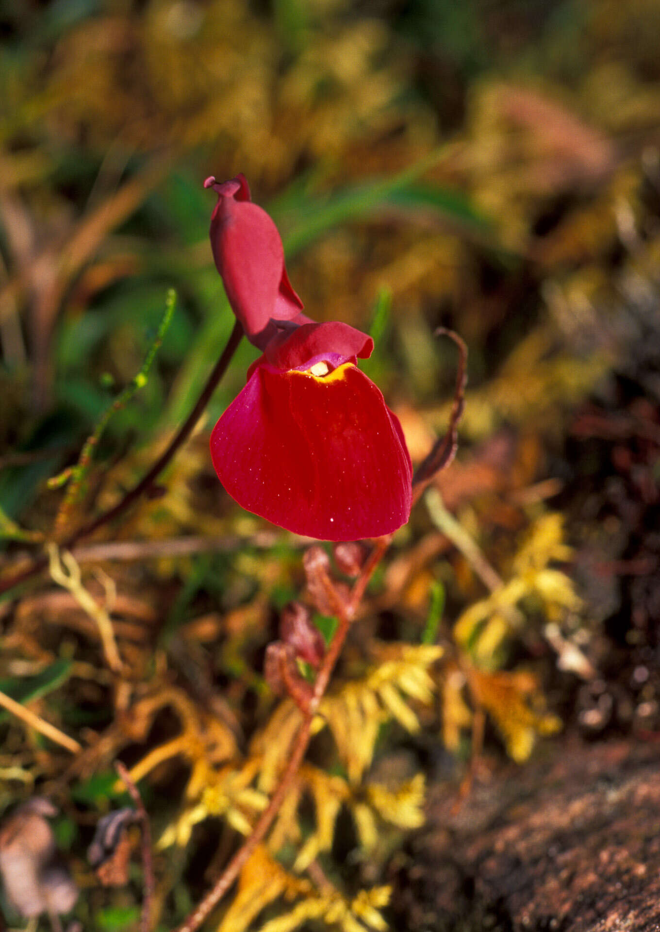 Plancia ëd Utricularia quelchii N. E. Br.