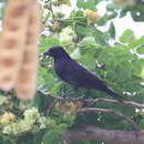 Image of Molothrus bonariensis minimus Dalmas 1900