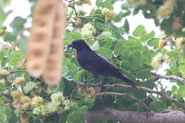 Image of Molothrus bonariensis minimus Dalmas 1900