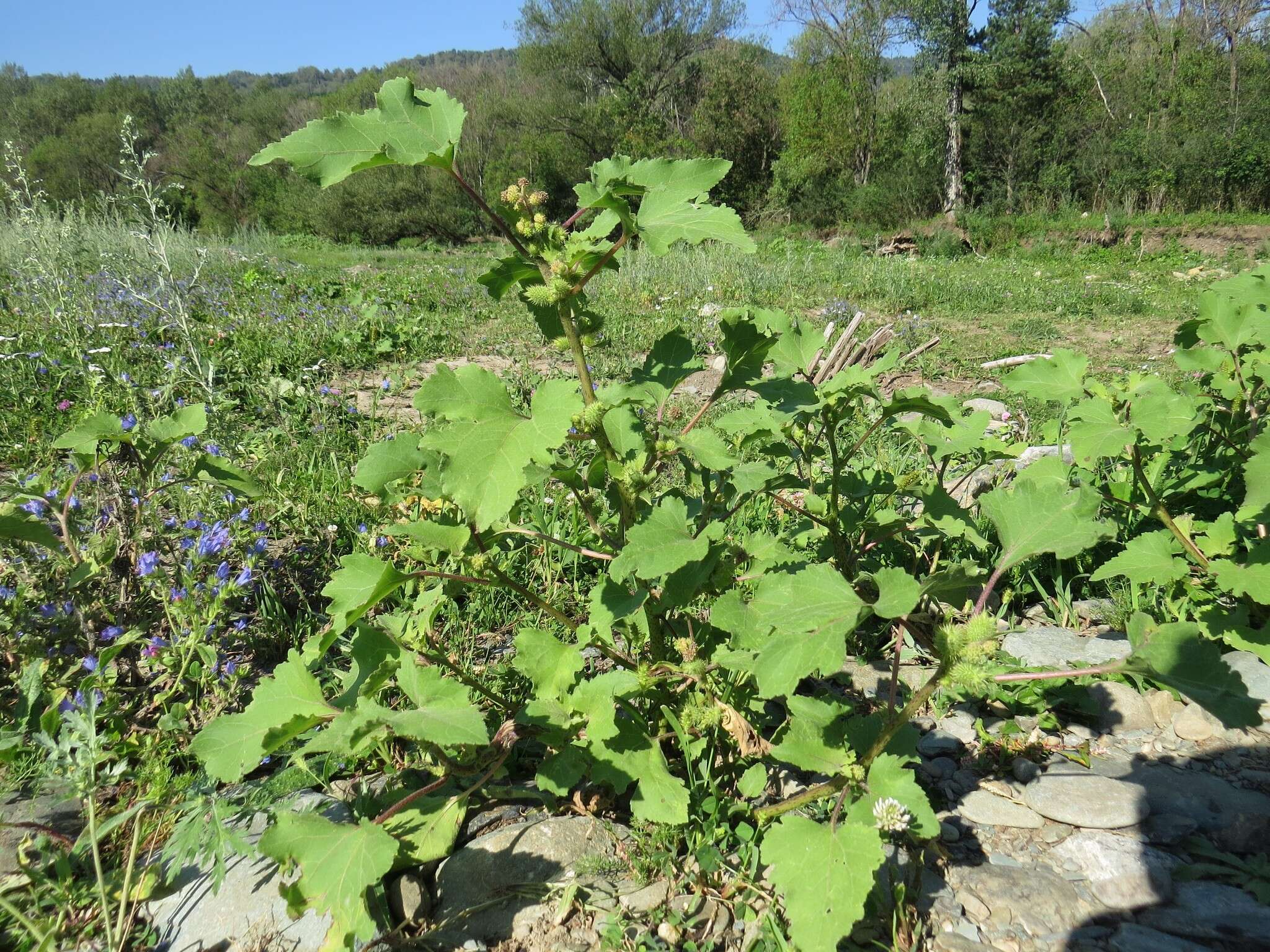 Image of Xanthium orientale subsp. riparium (Celak.) Greuter