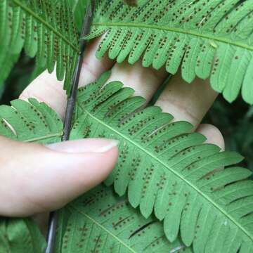 Pseudocyclosorus esquirolii (C. Chr.) Ching resmi