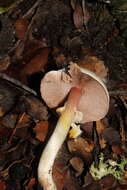 Image of Agaricus dulcidulus Schulzer 1874