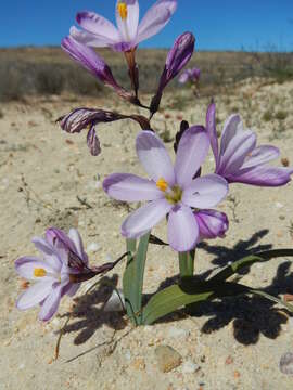 Image of Ixia latifolia D. Delaroche