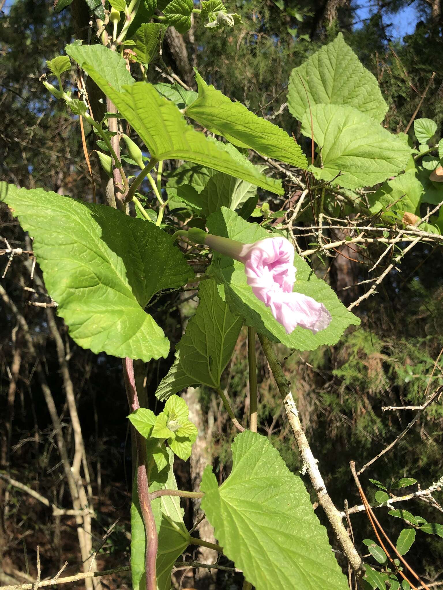 Image of largeroot morning-glory