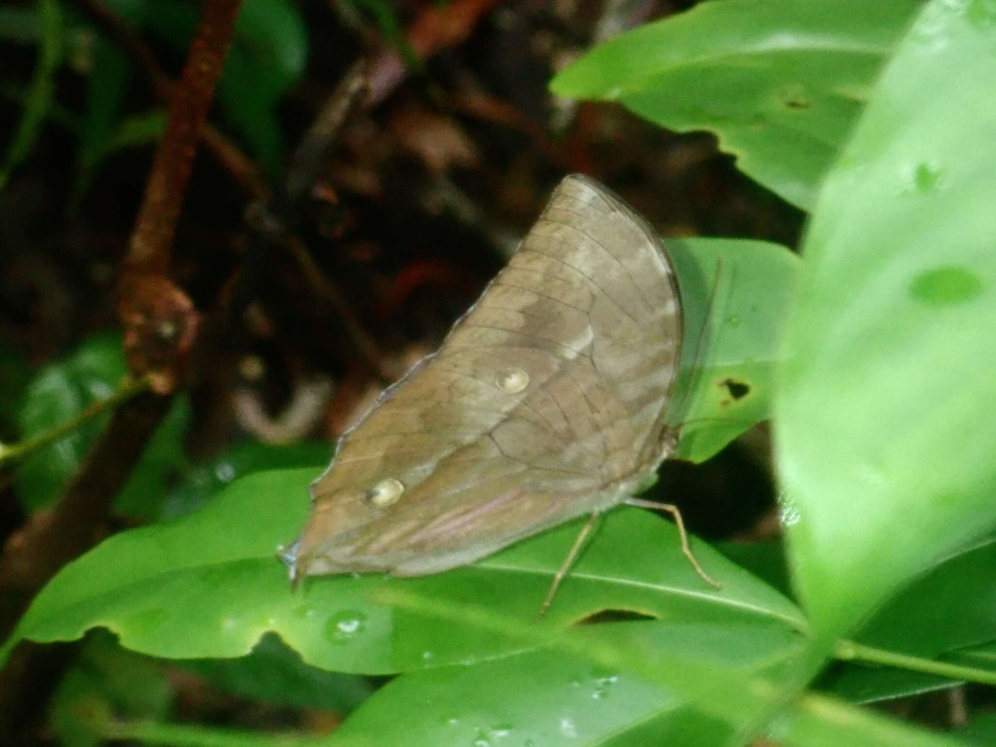 Слика од Zeuxidia ameythystus victrix Staudinger 1889