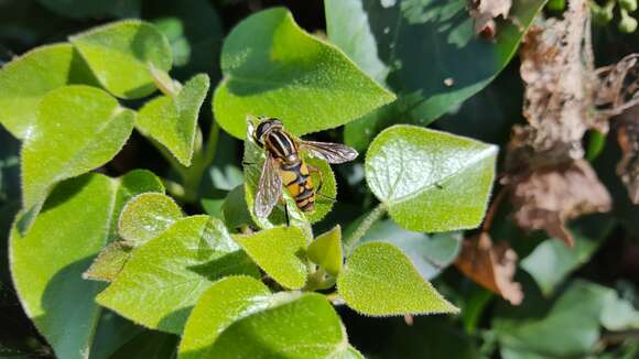 Image of Marsh Hoverfly