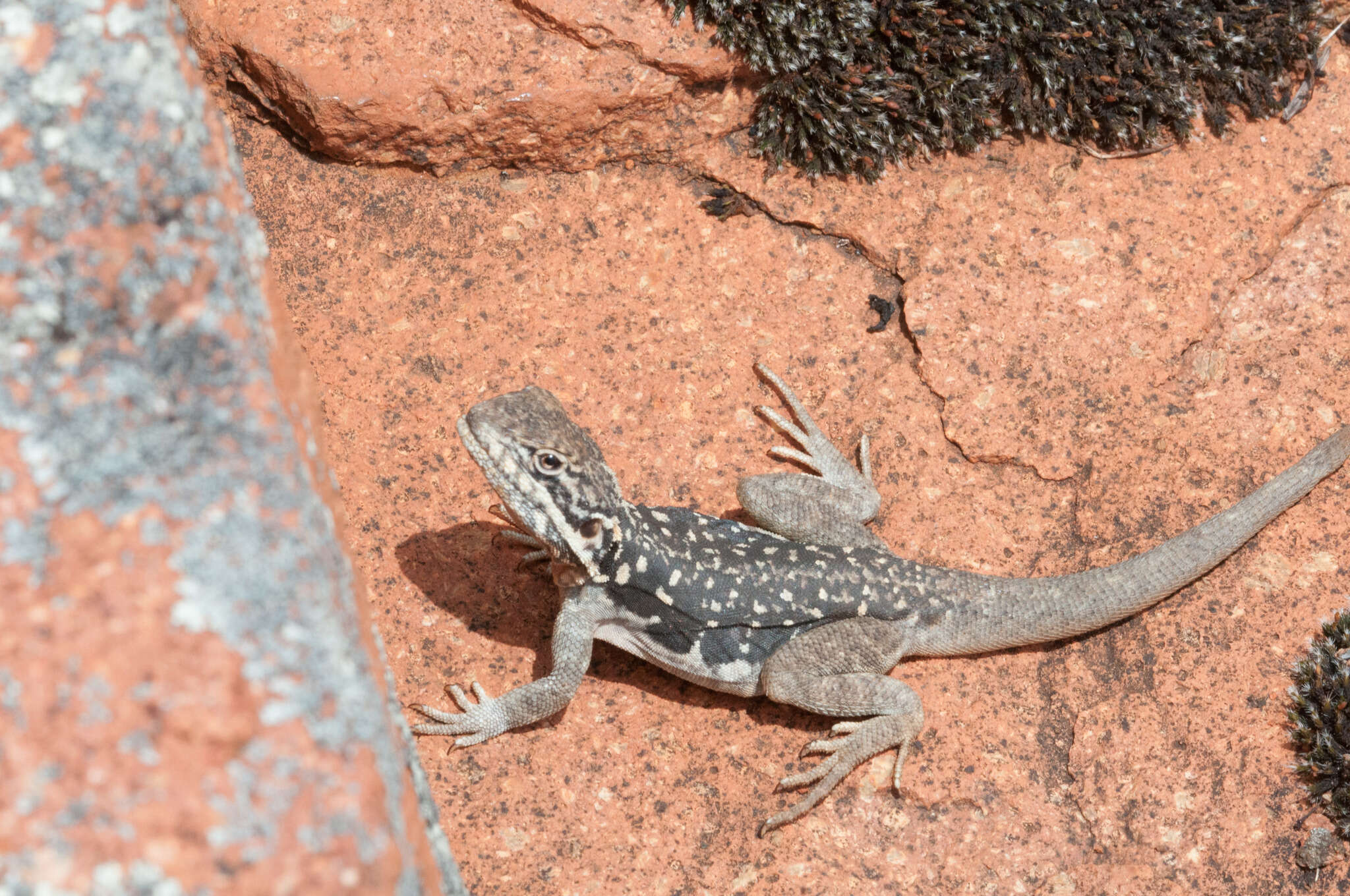 Image of Peninsula Crevis-dragon