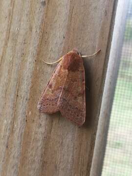 Image of flounced chestnut