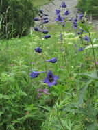 Image of Delphinium flexuosum M. Bieb.