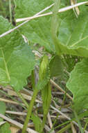 Image of Ligularia subsagittata Pojark.