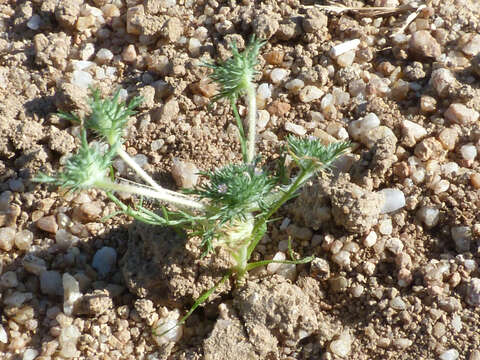 Image of Navarretia involucrata Ruiz & Pav.