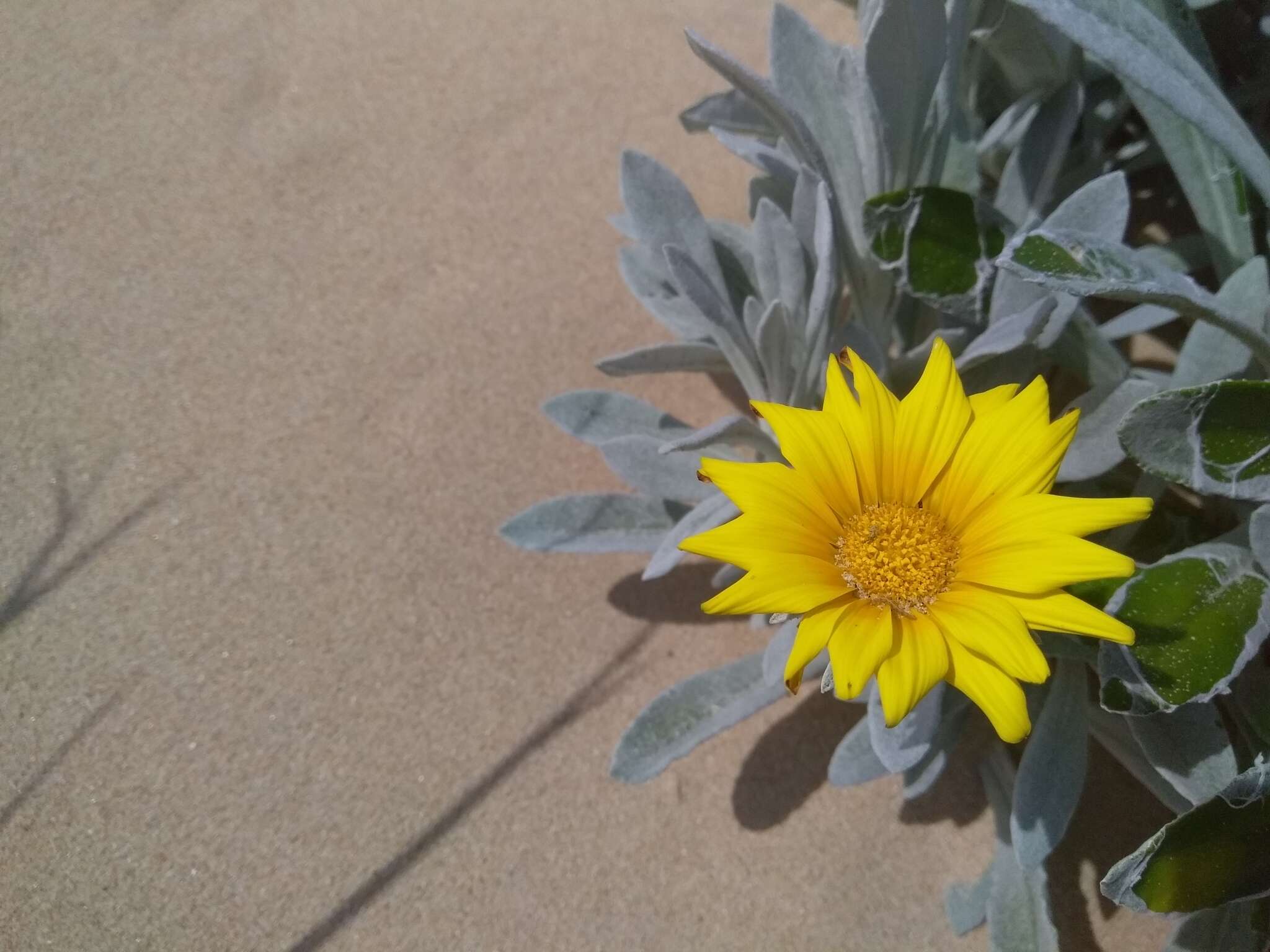 Image of Gazania rigens var. leucolaena (DC.) Rössl.