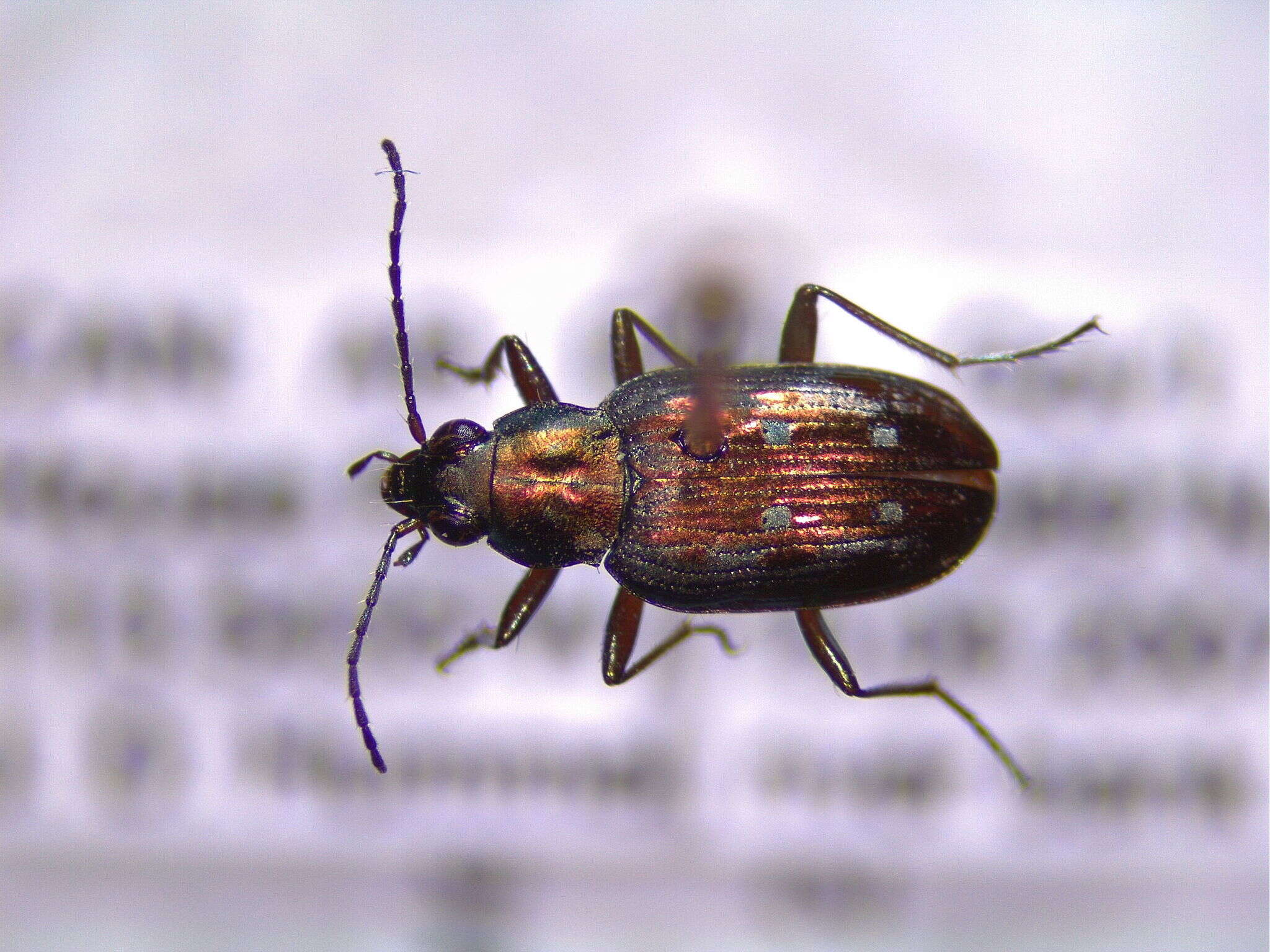 Plancia ëd Bembidion (Bracteon) inaequale Say 1823