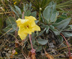 Imagem de Oenothera macrocarpa subsp. incana (A. Gray) W. L. Wagner