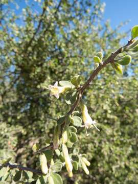 Image of Arizona desert-thorn