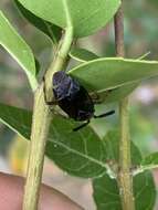 Image of Deraeocoris delagrangei (Puton 1892)