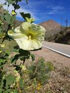 Image of hollyhock