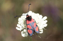 Image of Zygaena cuvieri Boisduval 1828