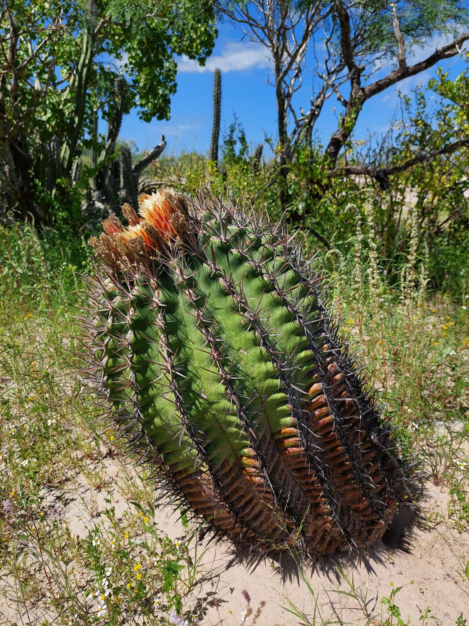 Ferocactus santa-maria Britton & Rose resmi