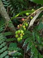 Image of Alpinia intermedia Gagnep.