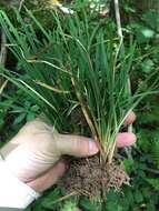 Image of Cumberland sedge