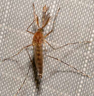 Image of Aedes canadensis canadensis