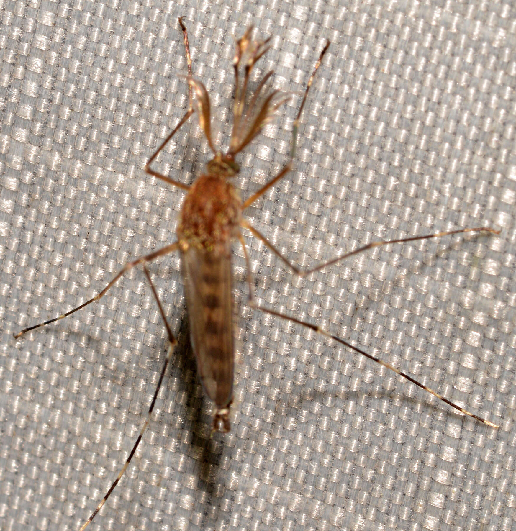 Image de Aedes canadensis canadensis