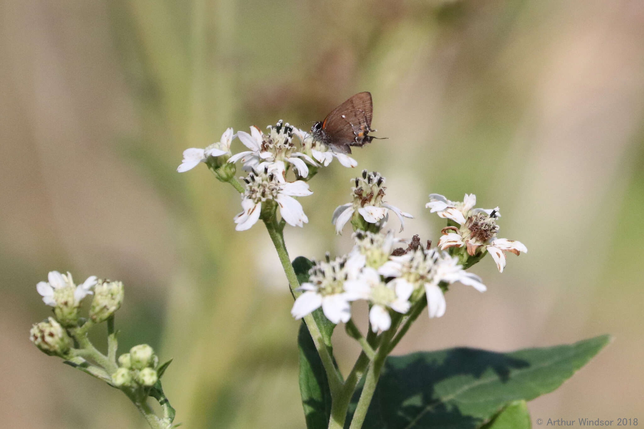 Image of Fulvous Hairstreak